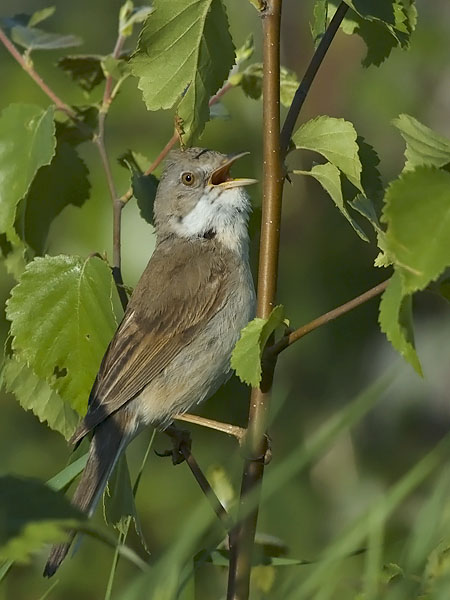 Pensaskerttu, Common Whitethroat, Sylvia communis